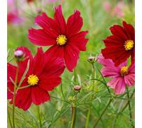 Thompson & Morgan Cosmos Bipinnatus 'rubenza' - 1 Seed Packet (60 Seeds)