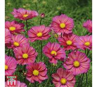 Thompson & Morgan Cosmos Bipinnatus Xsenia 1 Packet (25 Seeds)