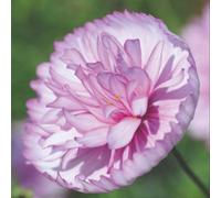 Thompson & Morgan Cosmos Cupcakes Blush Annual Soft Pink Ruffled Flowers Easy-To-Grow Long-Blooming Garden Cut Flowers 100 Seeds