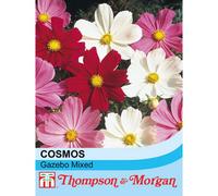 Thompson & Morgan Cosmos Gazebo Mixed 1 Seed Packet (100 Seeds)