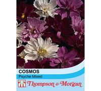 Thompson & Morgan Cosmos Psyche 1 Packet (100 Seeds), Purple