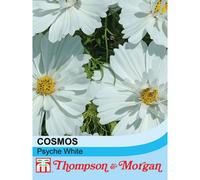 Thompson & Morgan Cosmos Psyche White 1 Seed Packet (72 Seeds), White