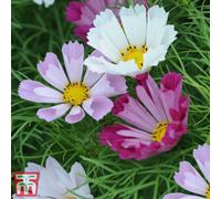Thompson & Morgan Cosmos Seashells 1 Packet (100 Seeds)