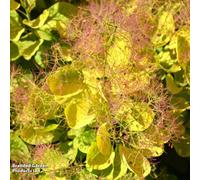 Thompson & Morgan Cotinus Coggygria Golden Spirit 9Cm Potted Plant X 1