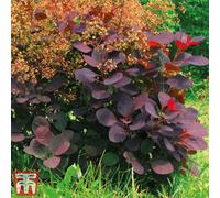 Thompson & Morgan Cotinus Coggygria Royal Purple 9Cm Pot X 1