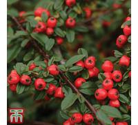Thompson & Morgan Cotoneaster Suecicus 'coral Beauty' 3 Litre Potted Plant X 1