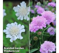 Thompson & Morgan Cottage Garden - Scabiosa Kudos Collection - 10 Jumbo Plug Plants (Perennial Plants)