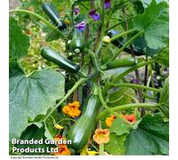 Thompson & Morgan Courgette Black Forest F1 Hybrid 1 Seed Packet (4 Seeds)
