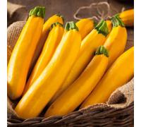 Thompson & Morgan Courgette Lingodor F1 1 Seed Packet, Yellow