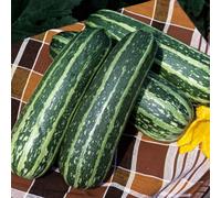 Thompson & Morgan Courgette/marrow Tiger Cross - Early Bush Green Striped Mosaic Resistant 1X Seed Packet