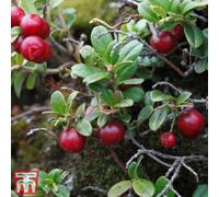 Thompson & Morgan Cranberry Pilgrim 9Cm Potted Plant X 1