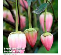 Thompson & Morgan Crinodendron Ada Hoffman 9Cm Potted Plant X 1