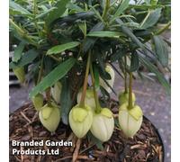 Thompson & Morgan Crinodendron Alf Robbins 9Cm Potted Plant X 1
