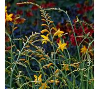Thompson & Morgan Crocosmia George Davidson 1 Litre Potted Plant X 1