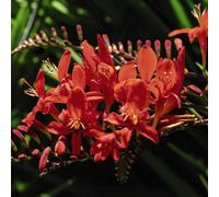 Thompson & Morgan Crocosmia Luci-Fer 9Cm Potted Plant X 1