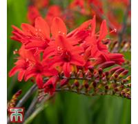 Thompson & Morgan Crocosmia Lucifer 20 Bulbs (Size 08/10)