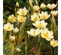 Thompson & Morgan Crocus Cream Beauty Flower Bulbs For Planting - Pack Of 80 Bulbs