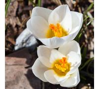 Thompson & Morgan Crocus Dutch White Flower Bulbs For Planting - Pack Of 40 Bulbs