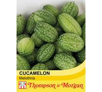 Thompson & Morgan Cucamelon Melothria 1 Seed Packet (20 Seeds)