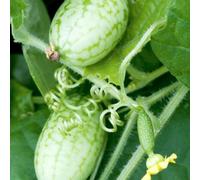 Thompson & Morgan Cucamelon Melothria Seeds Fast-Growing Mini Melon Vine Drought Tolerant Cucumber-Lemon Flavored 15 Seeds