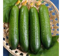Thompson & Morgan Cucumber Merlin F1 1 Seed Packet