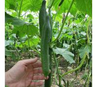 Thompson & Morgan Cucumber Vista F1 Seed Packet - Parthenocarpic Seedless Long Bitter-Free Fruits High Yield Disease Resistant