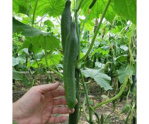 Thompson & Morgan Cucumber Vista F1 Seed Packet - Parthenocarpic Seedless Long Bitter-Free Fruits High Yield Disease Resistant