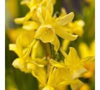 Thompson & Morgan Daffodil Hawera Flower Bulbs For Planting - Pack Of 8 Bulbs