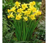 Thompson & Morgan Daffodil Peeping Tom Flower Bulbs For Planting - Pack Of 32 Bulbs