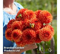 Thompson & Morgan Dahlia American Sunset 1 Tuber