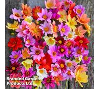 Thompson & Morgan Dahlia Bee Friendly Collection - 20 Tubers