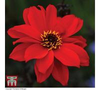 Thompson & Morgan Dahlia Bishop Of Llandaff 1 Tuber