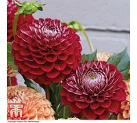 Thompson & Morgan Dahlia Cornel 6 Tubers (Size 1)
