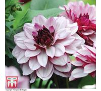 Thompson & Morgan Dahlia Creme De Cassis 6 Tubers (Size 1)