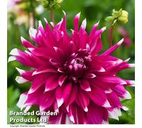 Thompson & Morgan Dahlia Dinner Plate Englands Glory 1 Tuber