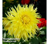 Thompson & Morgan Dahlia Dinner Plate Wanda's Capella 1 Tuber - Summer Flowering