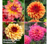 Thompson & Morgan Dahlia Double Flowered Collection - 4 Tubers - Summer Flowering