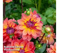 Thompson & Morgan Dahlia Fire Pot 1 Tuber - Summer Flowering