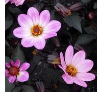 Thompson & Morgan Dahlia Happy Days Pink 1 Litre Potted Plant X 1