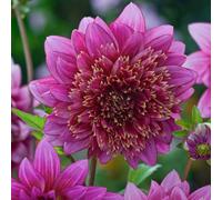 Thompson & Morgan Dahlia Mambo 1 Tuber (Size 1) - Summer Flowering