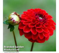Thompson & Morgan Dahlia Maroon Fox 1 Tuber - Summer Flowering