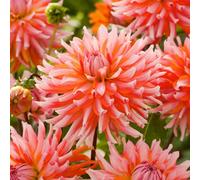 Thompson & Morgan Dahlia Orange Turmoil 6 Tubers (Size 1) - Summer Flowering