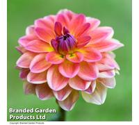 Thompson & Morgan Dahlia Pacific View 1 Tuber - Summer Flowering