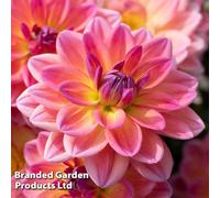 Thompson & Morgan Dahlia Pacific View - 3 Tubers