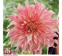 Thompson & Morgan Dahlia Penhill Watermelon 3 Tubers - Summer Flowering