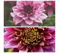 Thompson & Morgan Dahlia Pink White Duo Tubers Creme De Cassis & Mambo - Garden Containers Cut Flowers