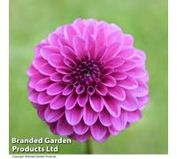 Thompson & Morgan Dahlia Purple Fox 1 Tuber - Summer Flowering