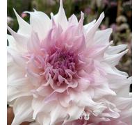 Thompson & Morgan Dahlia Shiloh Noelle 3x 3L Pots