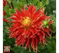 Thompson & Morgan Dahlia Show 'n' Tell 1 Tuber (Size 1) - Summer Flowering