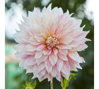 Thompson & Morgan Dahlia Showstoppers 3 litre pot x1